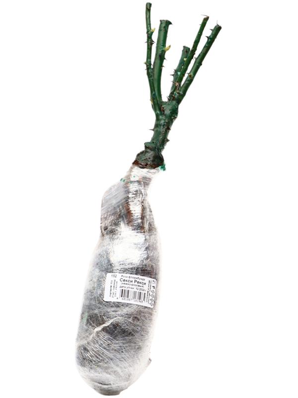 Саженец Роза флорибунда 