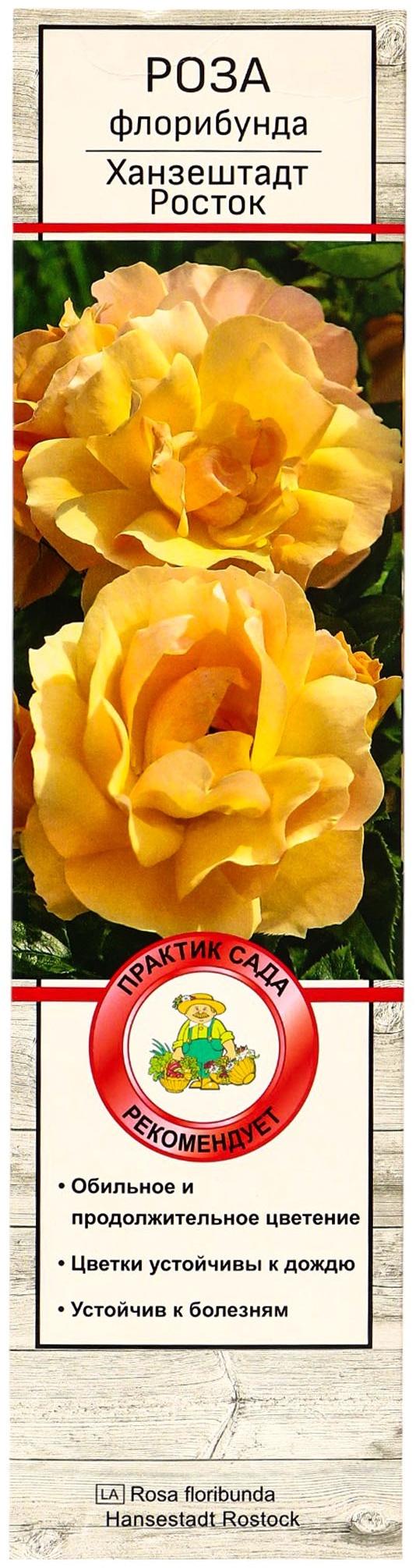 Саженец Роза флорибунда 