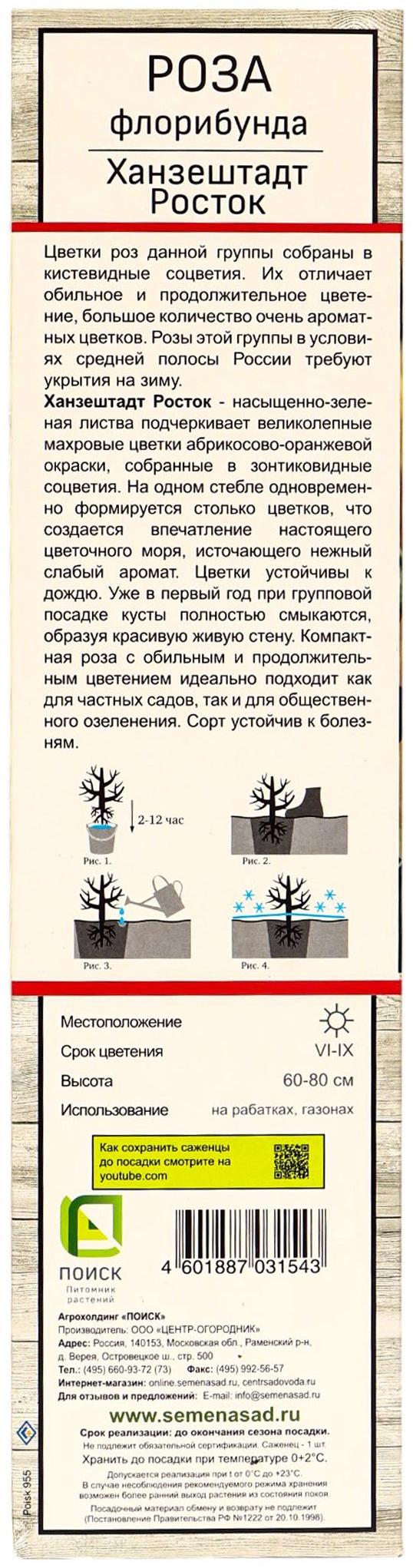 Саженец Роза флорибунда 