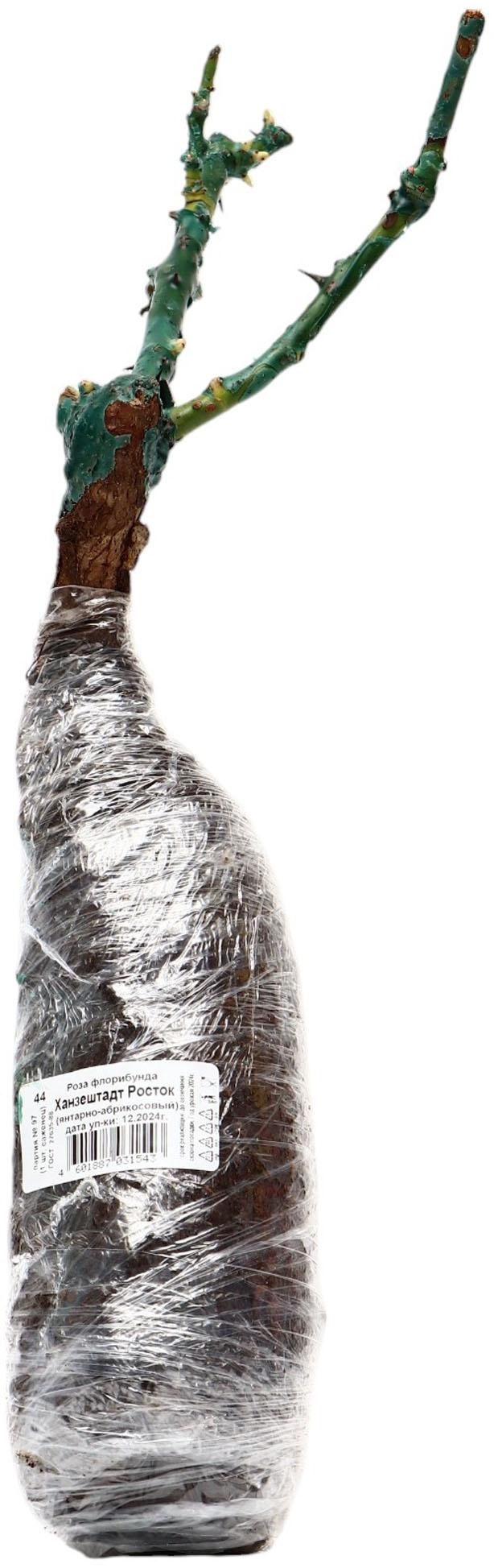 Саженец Роза флорибунда 