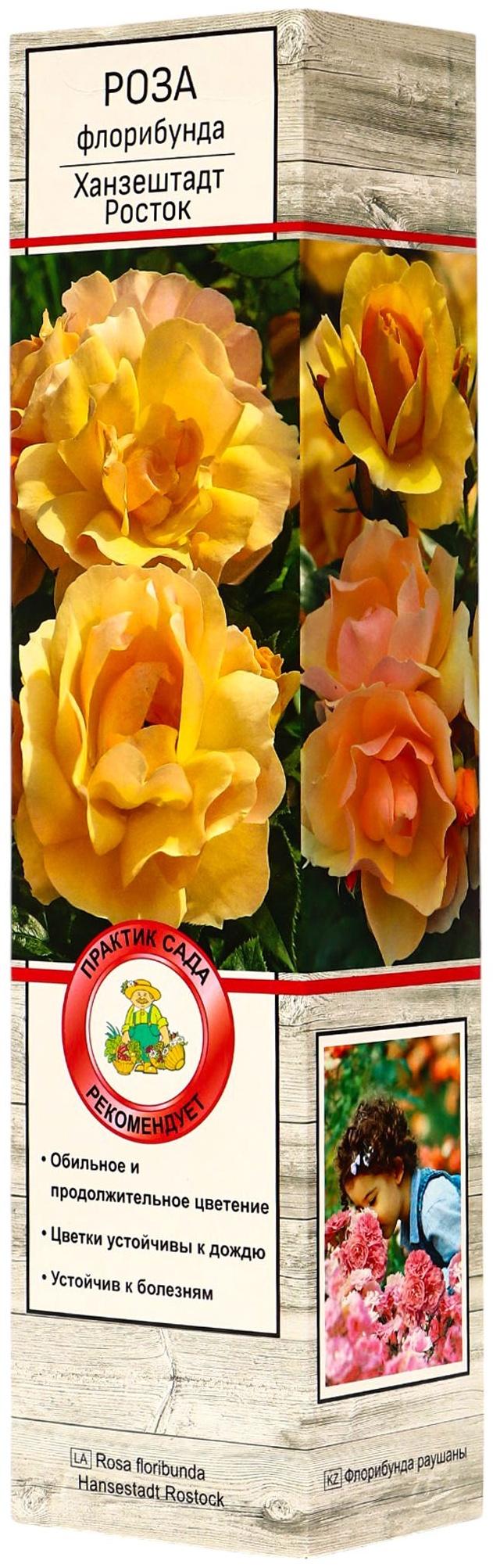 Саженец Роза флорибунда 