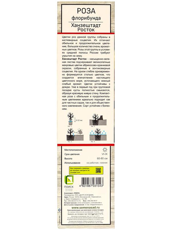 Саженец Роза флорибунда 