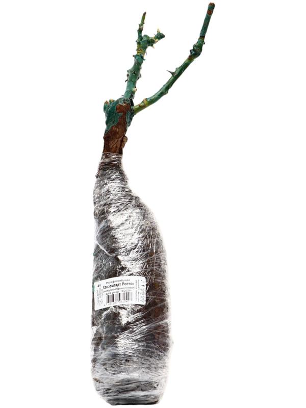 Саженец Роза флорибунда 