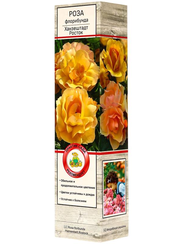 Саженец Роза флорибунда 