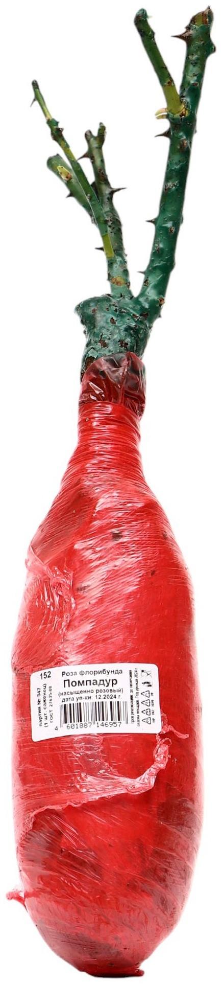 Саженец Роза флорибунда Люкс 