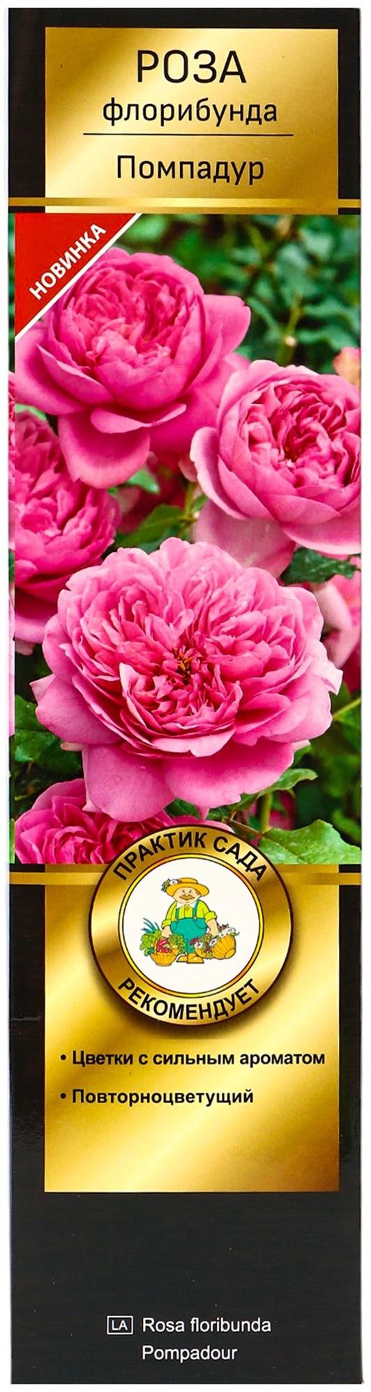 Саженец Роза флорибунда Люкс 