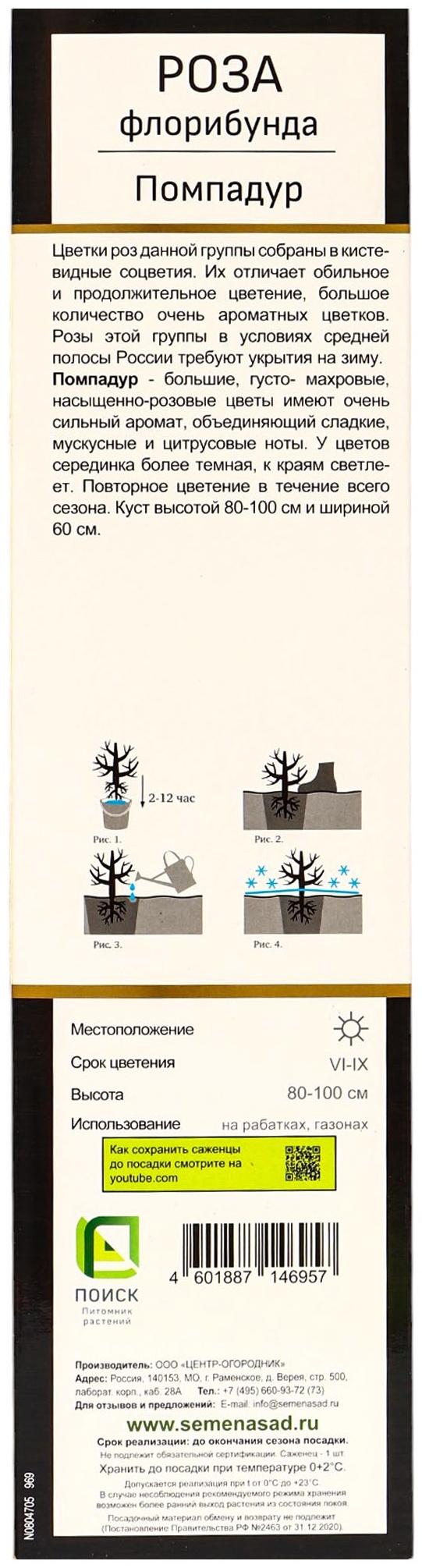 Саженец Роза флорибунда Люкс 