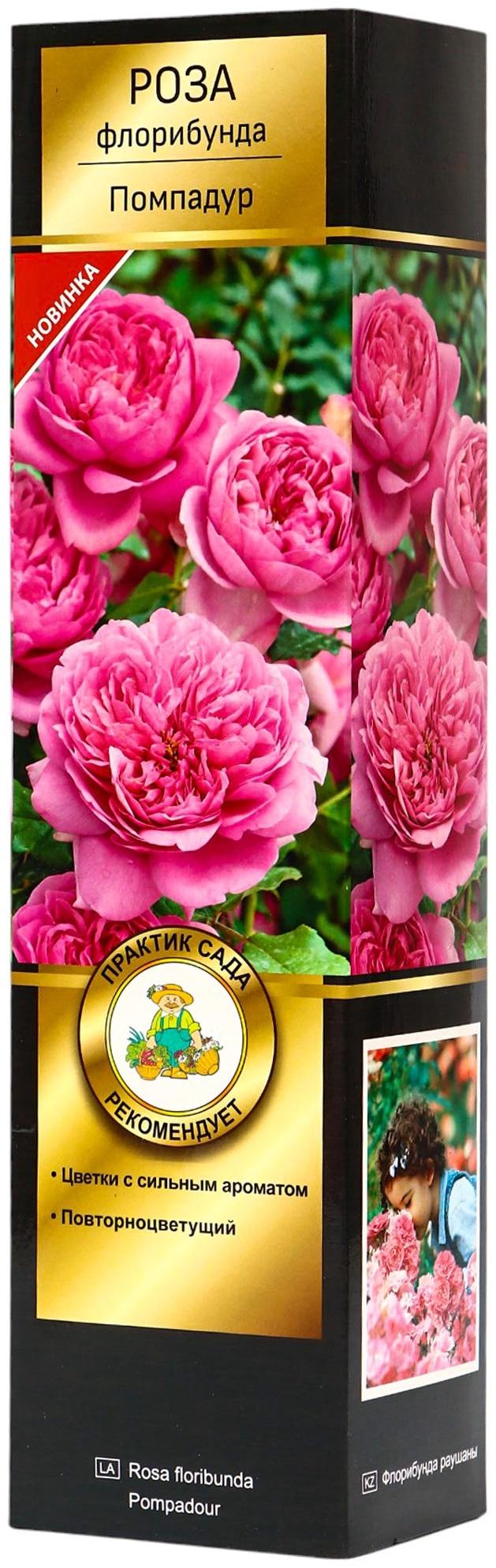 Саженец Роза флорибунда Люкс 