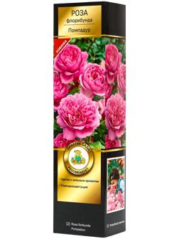 Саженец Роза флорибунда Люкс 