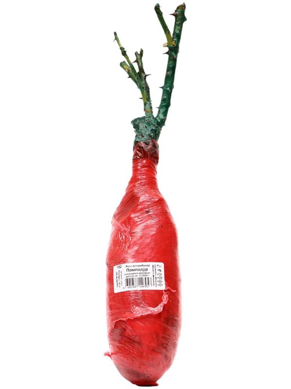 Саженец Роза флорибунда Люкс 