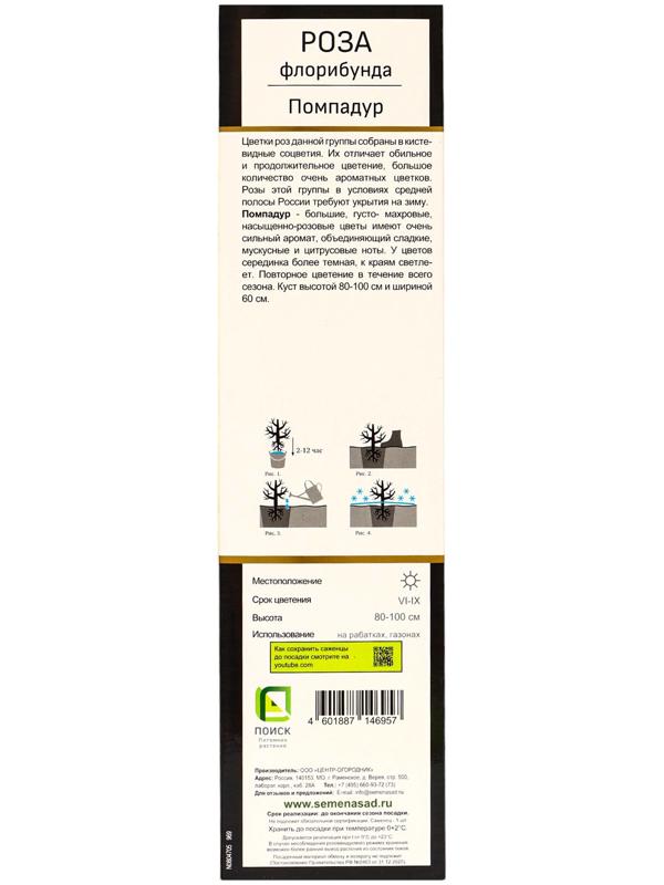 Саженец Роза флорибунда Люкс 