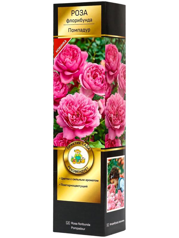 Саженец Роза флорибунда Люкс 