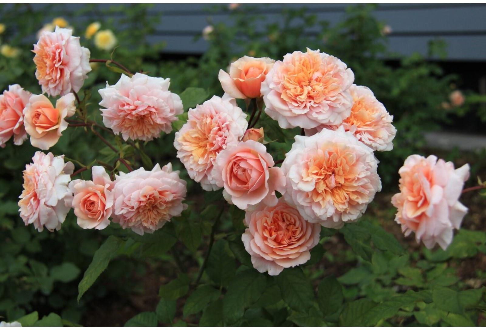 Саженец Роза парковая 