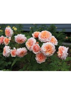 Саженец Роза парковая 