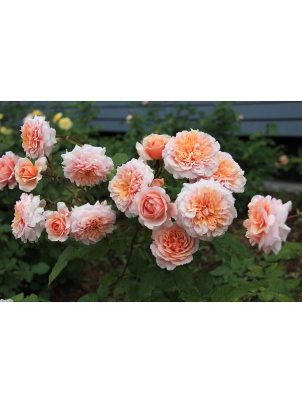 Саженец Роза парковая 