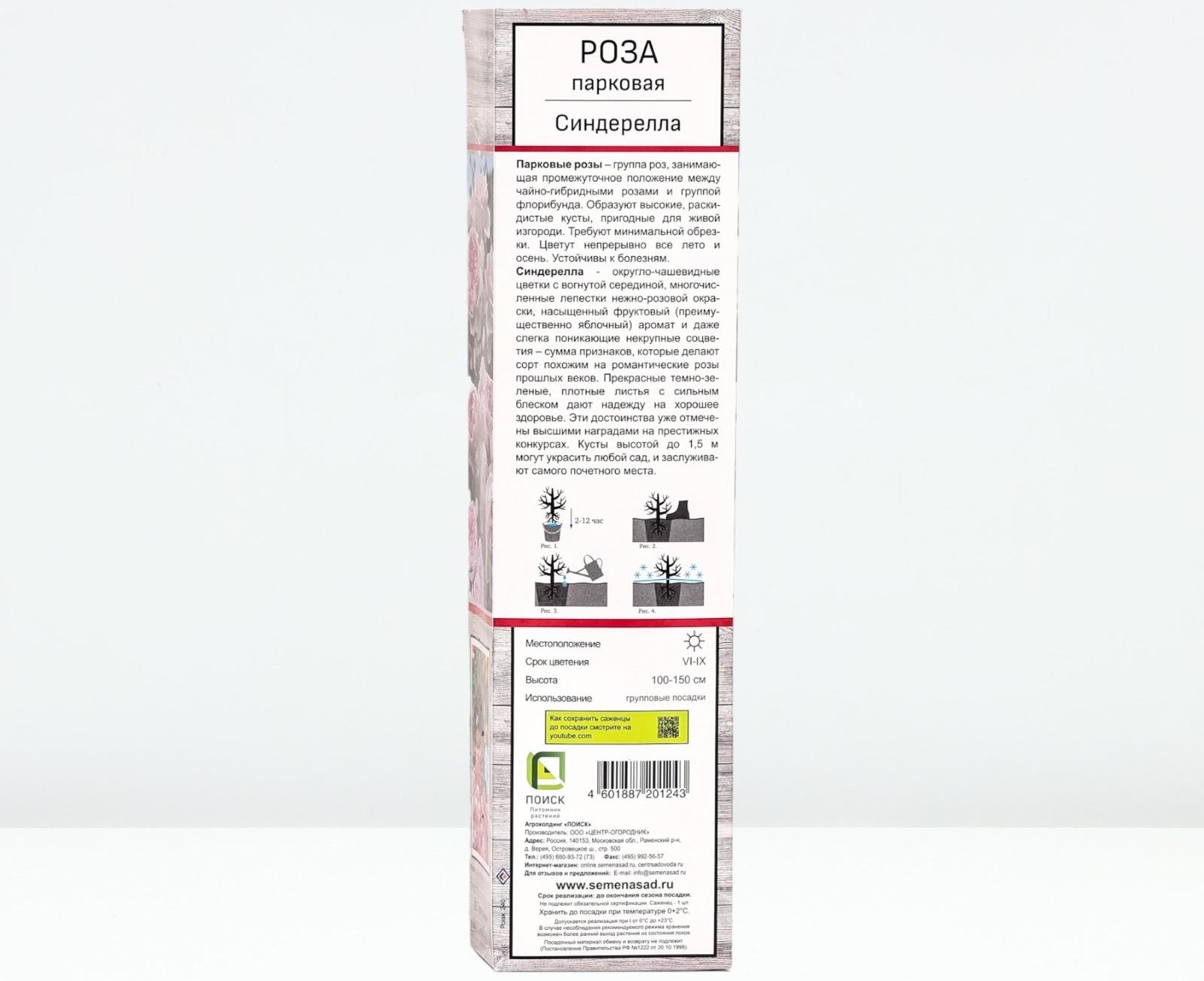 Саженец Роза парковая 