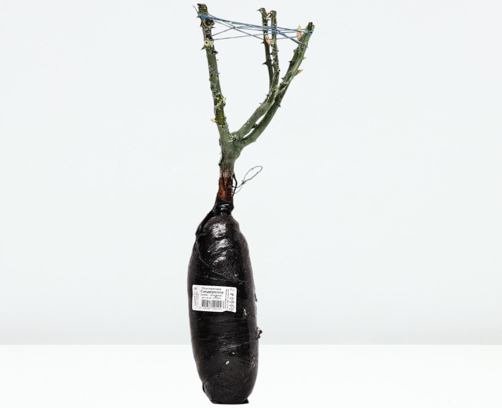 Саженец Роза парковая 