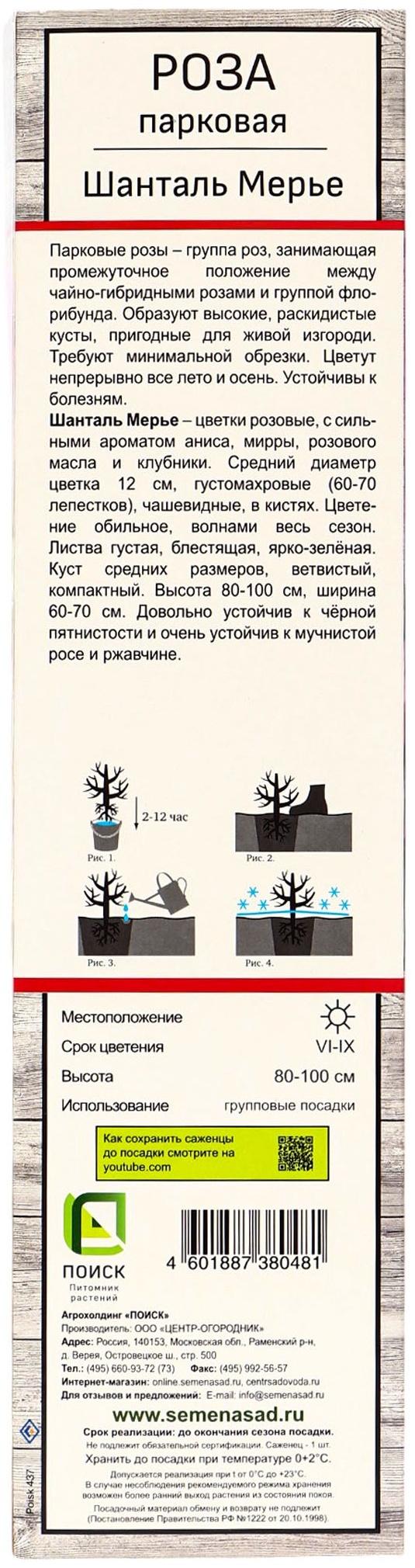 Саженец Роза парковая 