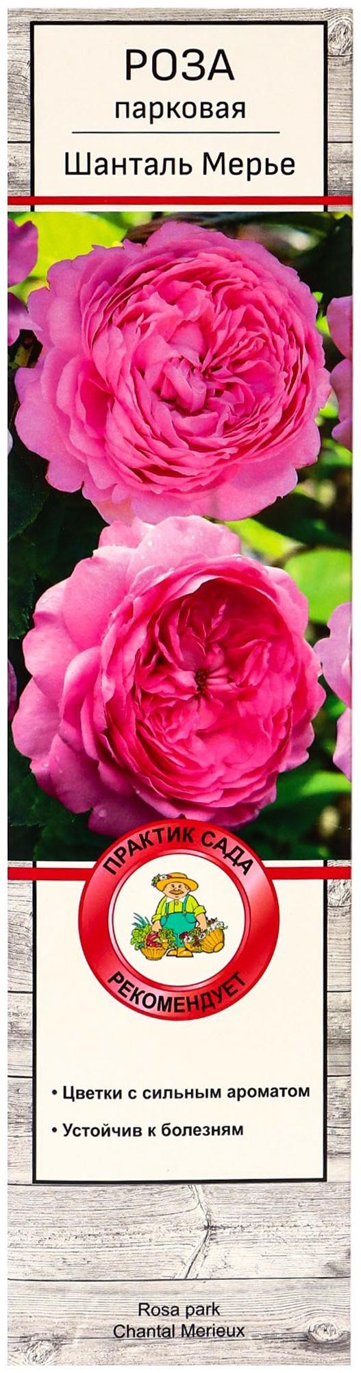 Саженец Роза парковая 