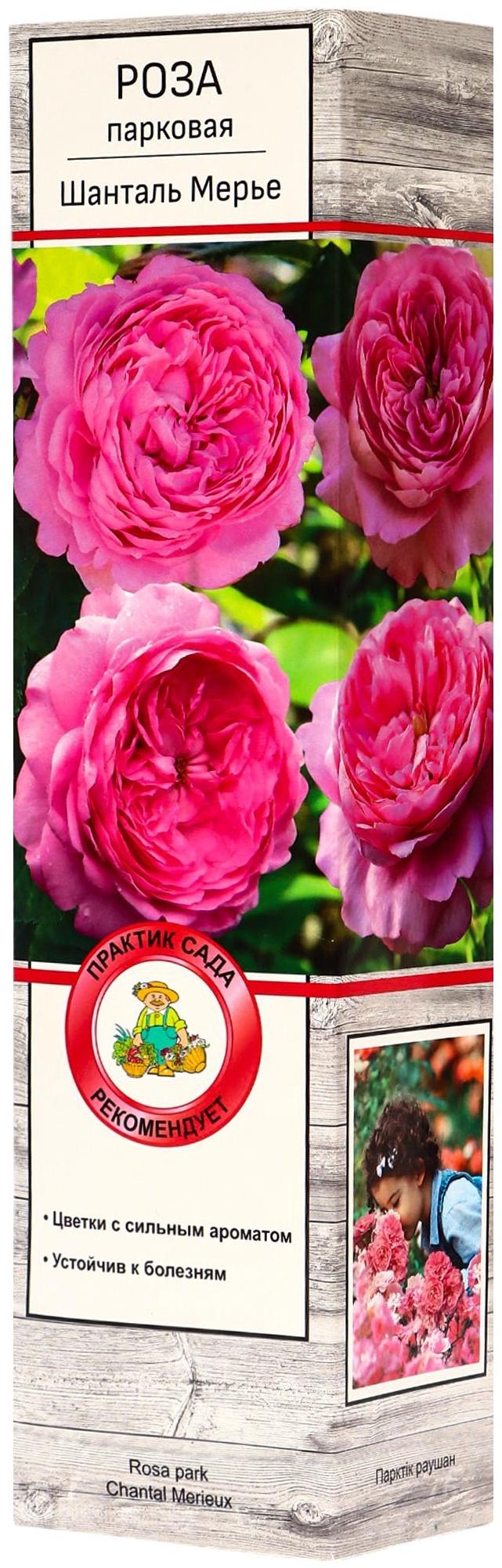 Саженец Роза парковая 