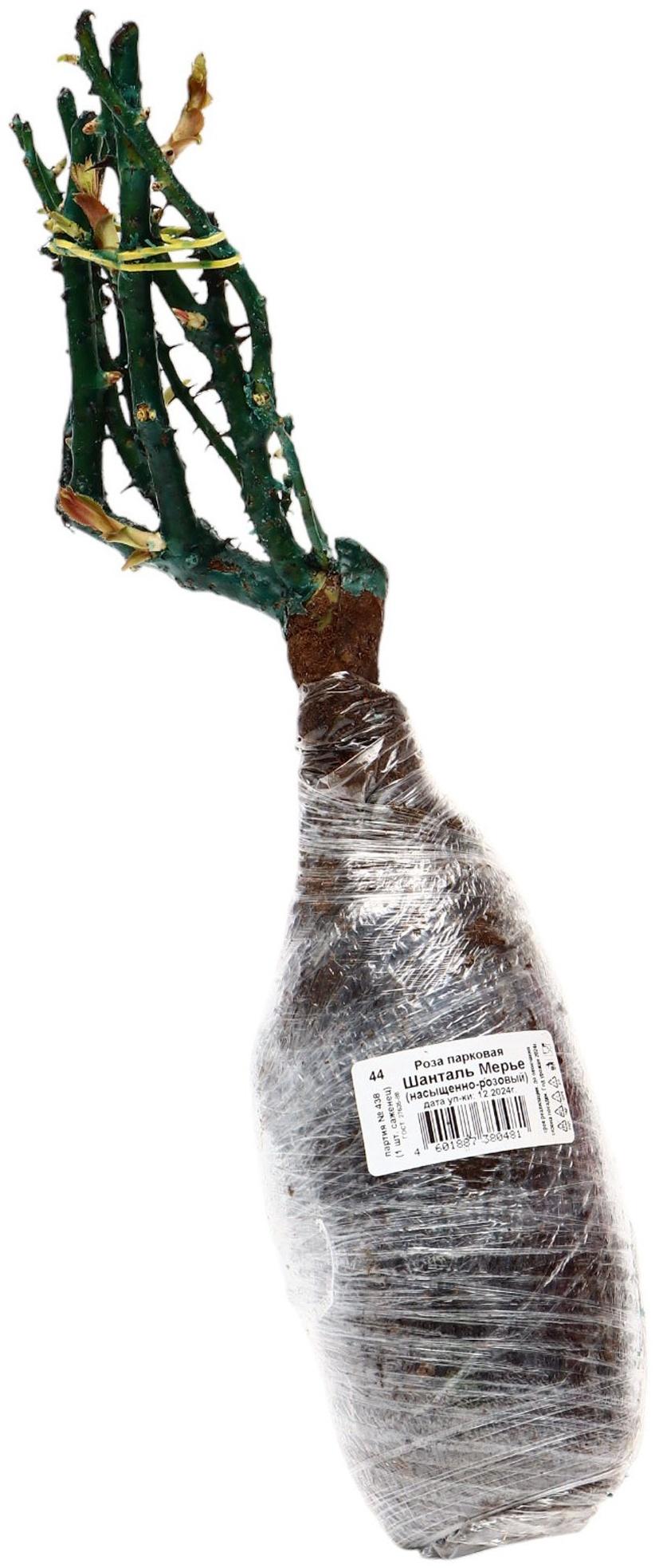 Саженец Роза парковая 