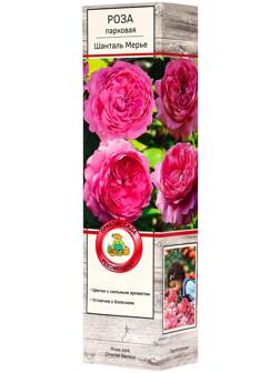 Саженец Роза парковая 