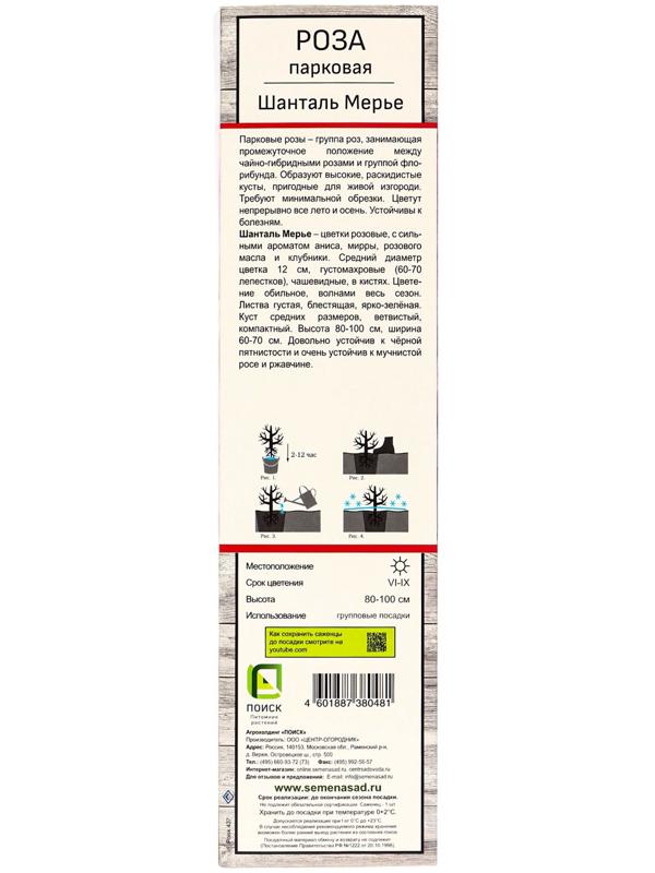 Саженец Роза парковая 