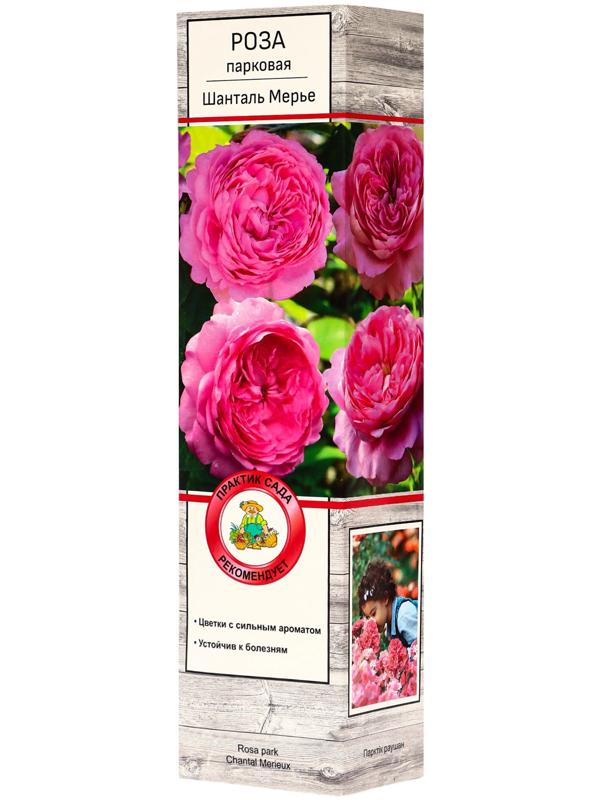 Саженец Роза парковая 