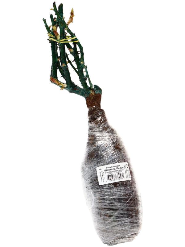 Саженец Роза парковая 