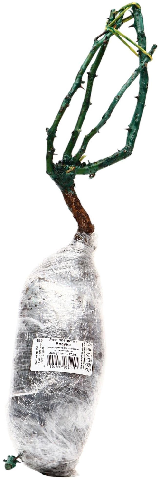 Саженец Роза плетистая 