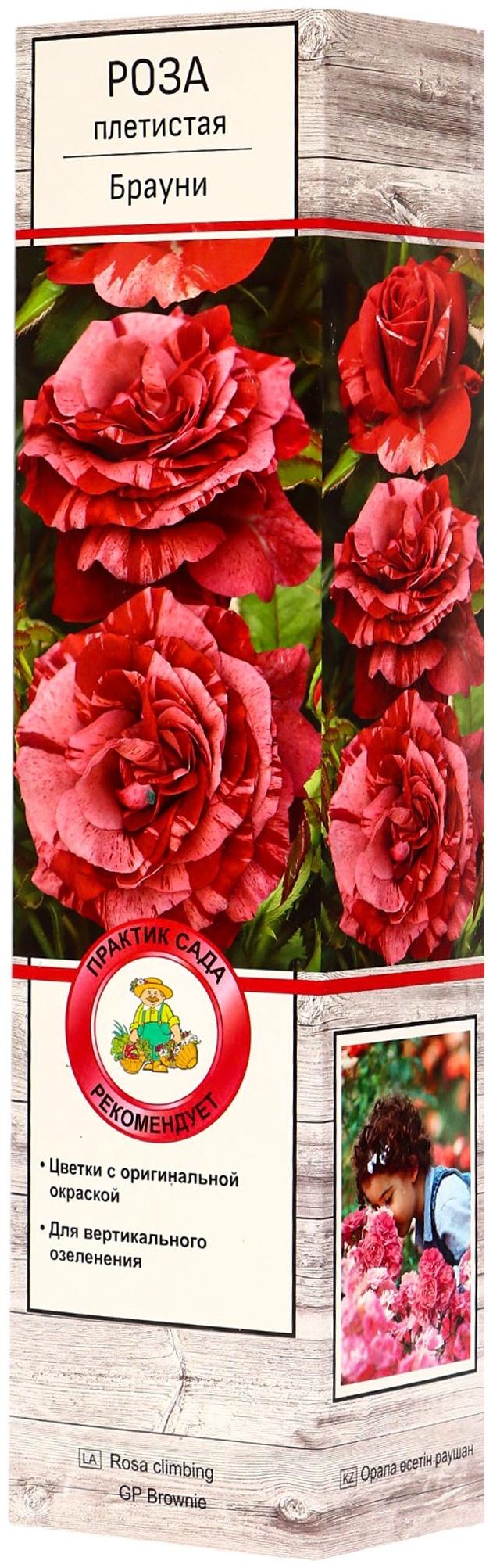 Саженец Роза плетистая 