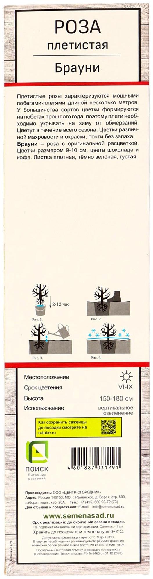 Саженец Роза плетистая 