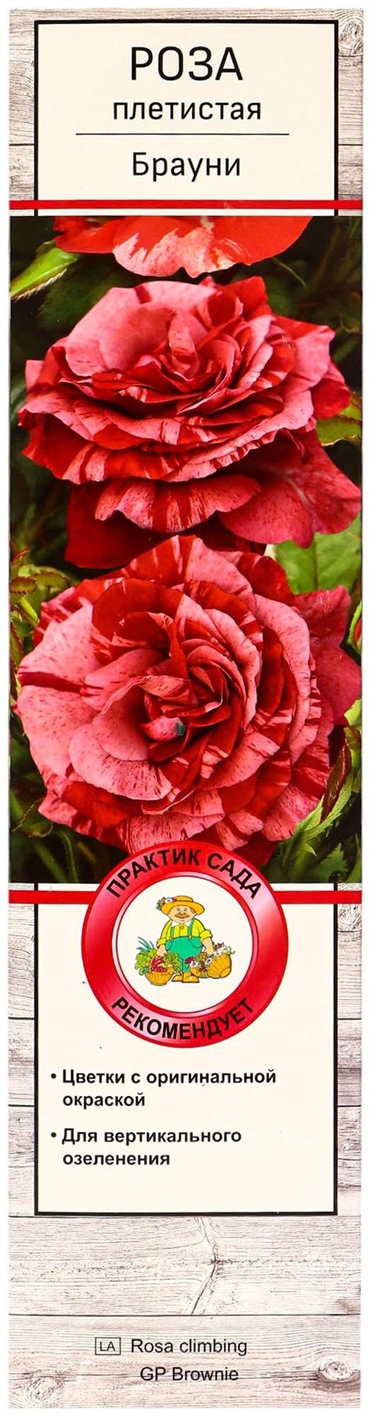 Саженец Роза плетистая 