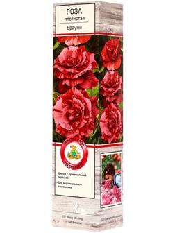 Саженец Роза плетистая 