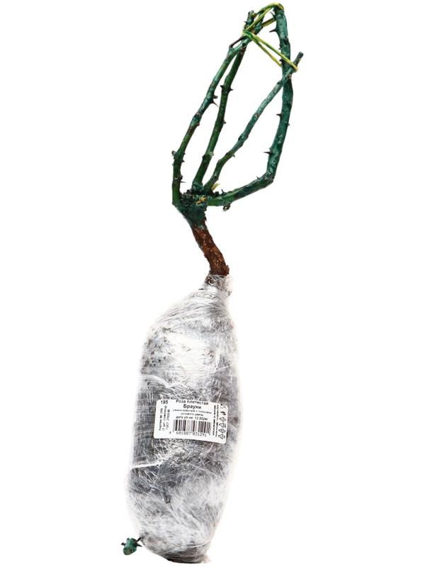 Саженец Роза плетистая 