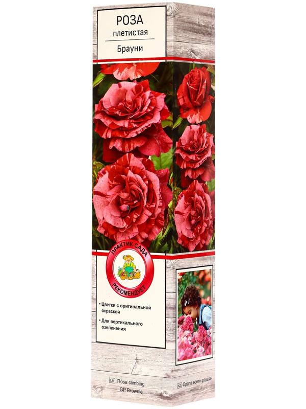 Саженец Роза плетистая 