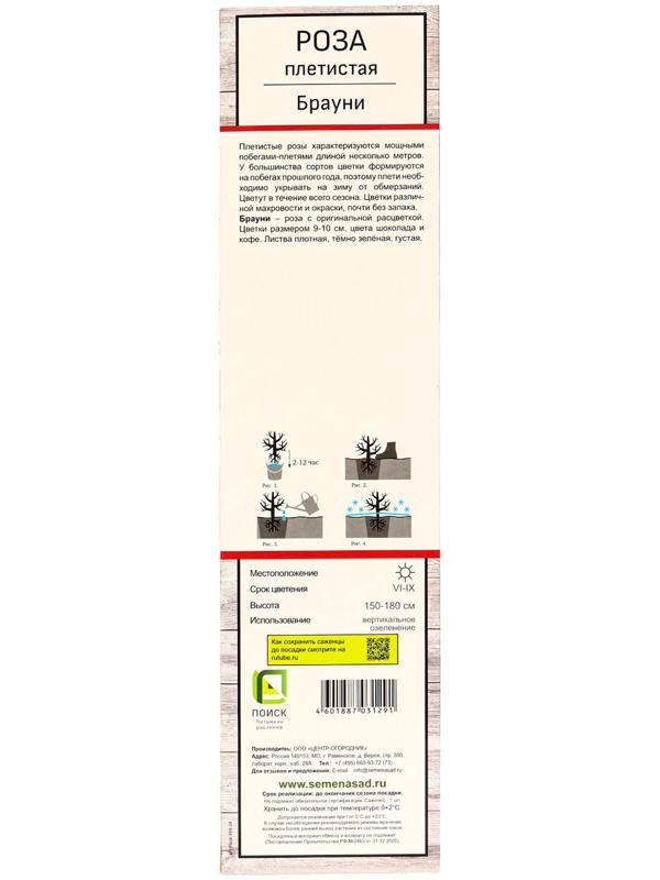 Саженец Роза плетистая 