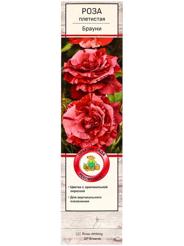 Саженец Роза плетистая 