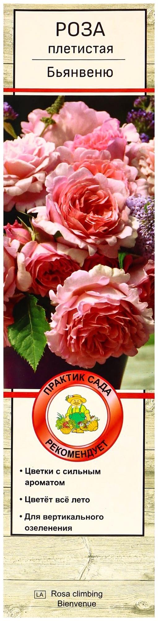 Саженец Роза плетистая 