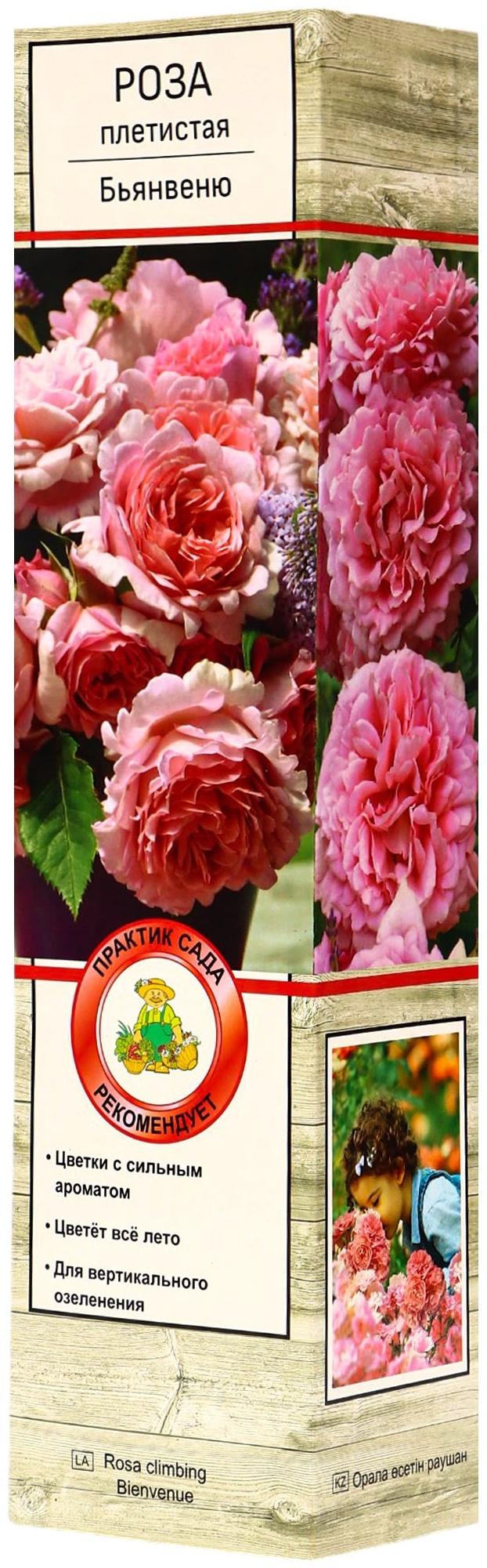 Саженец Роза плетистая 