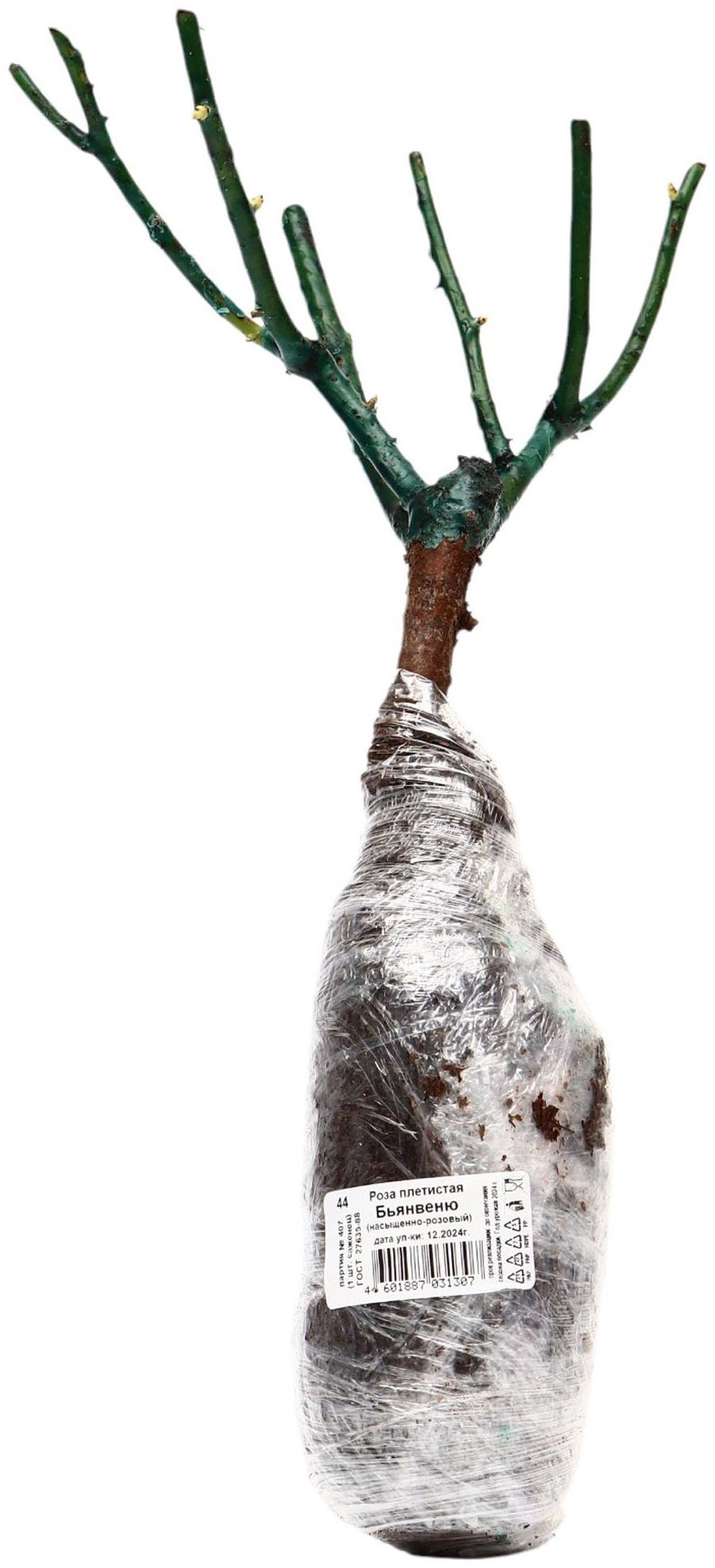 Саженец Роза плетистая 