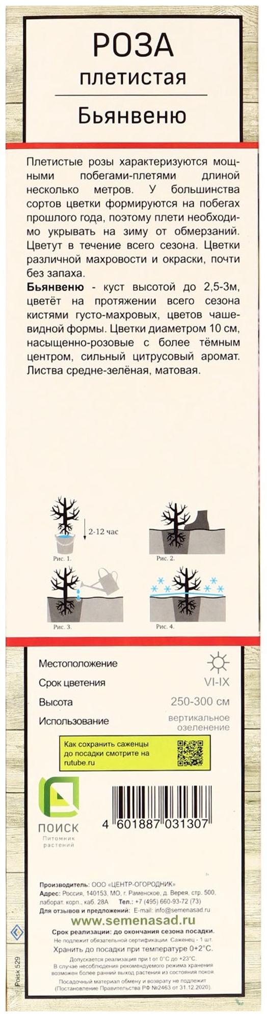 Саженец Роза плетистая 