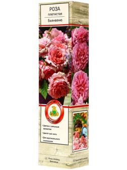 Саженец Роза плетистая 