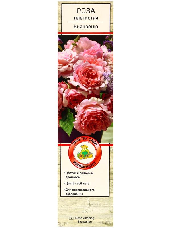 Саженец Роза плетистая 