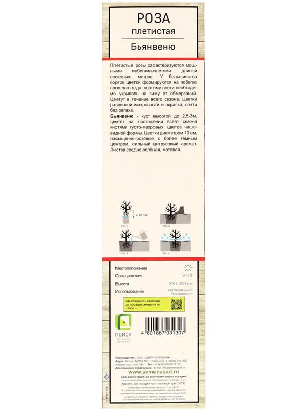 Саженец Роза плетистая 