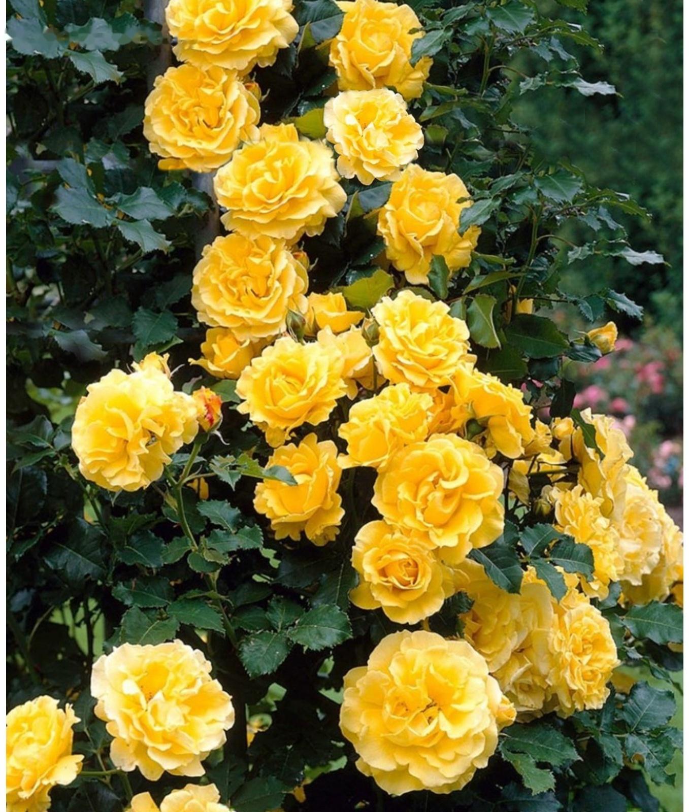 Саженец Роза плетистая 