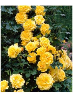 Саженец Роза плетистая 