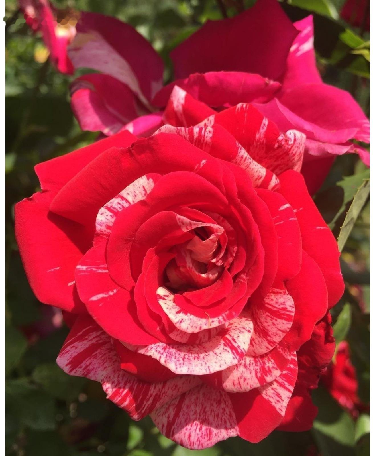 Саженец Роза плетистая 