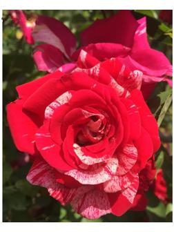 Саженец Роза плетистая 