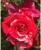Саженец Роза плетистая 